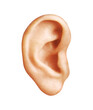 Human ear,    menschliches Ohr