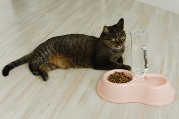 Wall Mural - Cat sits near a bowl with dry food and water. Domestic cat food concept