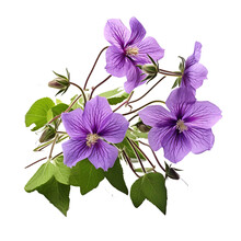 Purple Platycodon Grandiflorus Flowers