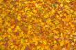 Autumn colorful maple leaves on ground. Yellow, orange and red foliage texture at beautiful fall park. Top view.