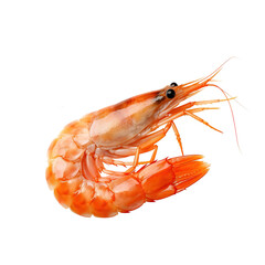 Aufkleber - Shrimp
