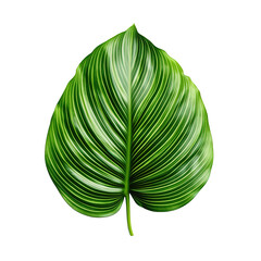 Poster - Tropical Leaf