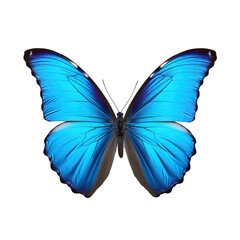 Poster - Blue Tropical Butterfly