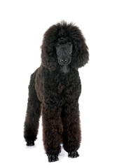 Canvas Print - standard poodle in studio