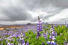 Panorama Of Field Of Purple Lupins In Icelandic Landscape
