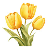 Fototapeta Tulipany - Yellow Tulip Flower
