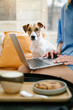 Cute dog face. Working with laptop sitting in cafe with small dog Jack Russell terrier. Remote work or study with pet friendly coworking space. Matcha late and cookie 