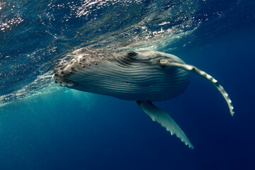  A humpback whale swimming in the ocean near Tonga.
