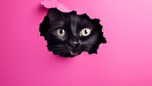 Funny Black Cat Looks Through Ripped Hole In Pink Paper Backgroud. Peekaboo - Generative Ai