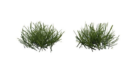 Fototapete - Bunches of grass on a transparent background. 3D rendering.	