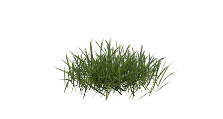 Fototapete - Bunches of grass on a transparent background. 3D rendering.	