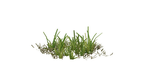 Fototapete - Bunches of grass on a transparent background. 3D rendering.