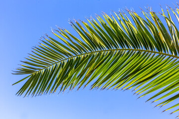 Wall Mural - Palme verte de dattier sur fond bleu