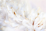 Fototapeta Kwiaty - Białe tło kwiatowe. Generative AI