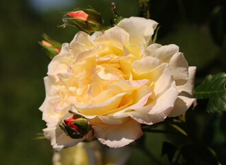 Canvas Print - Yellow Roses on the Branch in the Garden