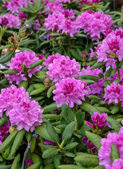 Poster - Beautiful blooming pink azalea flowers in garden