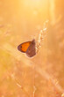 Motyl Strzępotek ruczajnik (Coenonympha pamphilus), letnia polana z motylami