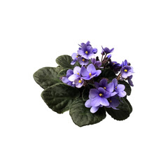 Wall Mural - Violet viola flowers set with leaves in pot, home plant isolated object, clipping path, decorative element for design, home decor concept