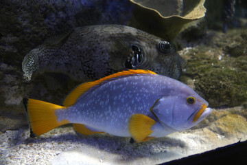 Tropical fish with blue and orange colours in aquarium