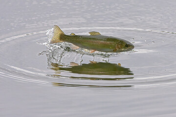 Wall Mural - A rainbow trout leaps from the water of Reflections Lake, Alaska.