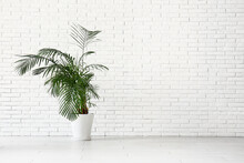Potted Palm Tree Near White Brick Wall In Room