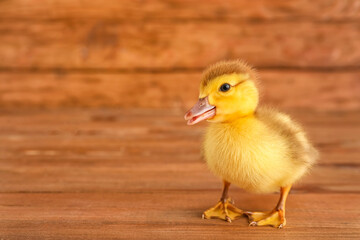 Canvas Print - Cute duckling on wooden background