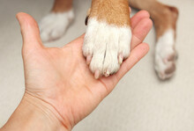 Broken Dog Nail Examination By Owner Or Veterinarian. Hand Holding Dog Paw With Split Nail Or Claw. Dog Claw Broken But Quick Is Not Damaged. Pet First Aid Or And Grooming Concept. Selective Focus.