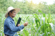 Leinwandbild Motiv Asian man farmer holds smart tablet to collect and search information, research about growth and diseases of plant at green corn field. Concept, smart farmer, use technology in agriculture.         