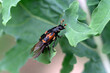 Burying beetle with mites on a leaf preparing to fly.