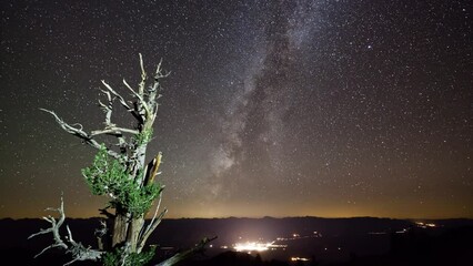 Wall Mural - Amazing time-lapse of the night sky moving behind a large Bristlecone Pine Tree in California. 