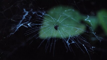 spider on the center of a web
