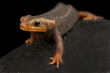 Himalayan newt (Tylototriton verrucosus)