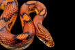 Corn snake (Pantherophis guttatus)