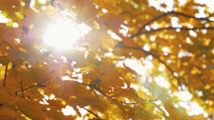 the sun's glare breaks through the autumn foliage of the maple