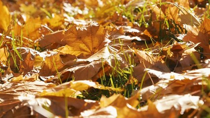 Wall Mural - Yellow maple leaves lying on the grass on a sunny day