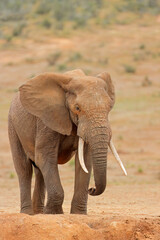 Canvas Print - A large African bull elephant (Loxodonta africana) in natural habitat, Addo Elephant National Park, South Africa.