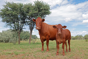 Wall Mural - A free-range cow and calf in native rangeland on a rural farm, South Africa.