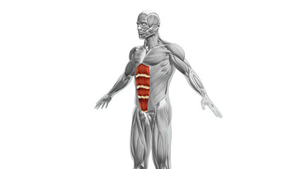 Wall Mural - Anatomy of the abdominal Muscles