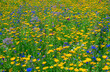 Background of a summer meadow with wildflowers