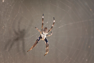 spider on the web
