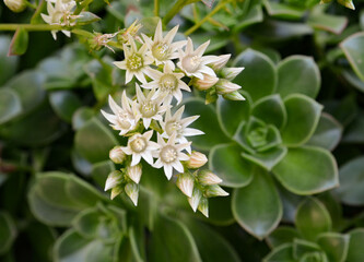 USA California Los Angeles Playa Vista May 7 2023 blooming succulents decorate the garden well