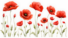 Red Poppy Flowers Isolated On White Background. 