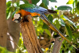 Fototapeta Tęcza - papuga ara