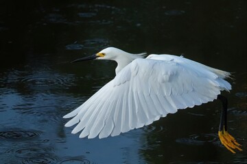 Wall Mural - Snowy Egret Graceful Flight at Merritt Island NWR Florida