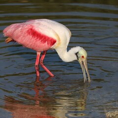 Canvas Print - Gorgeous Pink Power Roseate Spoonbill Merritt Island NWR Florida