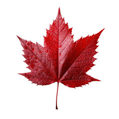 red maple leaf isolated on transparent background