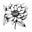 Flower Bud Black and White Linear Drawing Closeup Vector Illustration