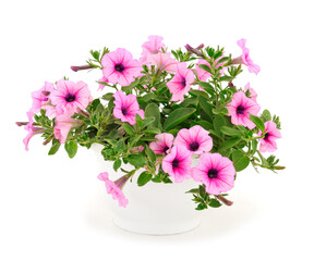 Wall Mural - Bouquet of flowers petunia in a pot.