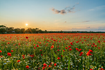 Sticker - Landscape with nice sunset over poppy field 