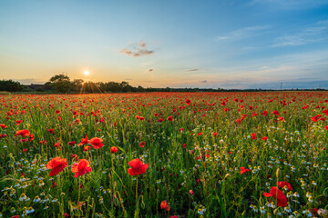 Wall Mural - Landscape with nice sunset over poppy field 